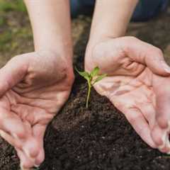 COMMON QUESTIONS ABOUT COMMERCIAL TREE PLANTING SERVICES
