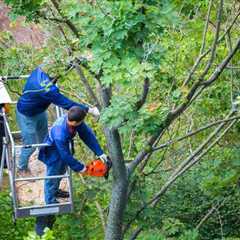 The Importance of Properly Pruning Trees for Structural Integrity