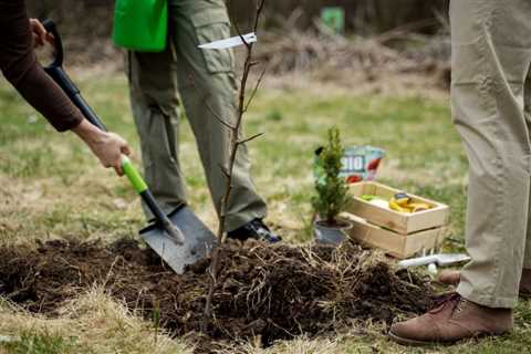 COMMON QUESTIONS ABOUT RESIDENTIAL TREE PLANTING SERVICES