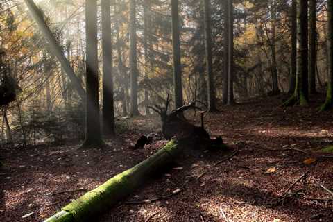 THE ROLE OF TREES IN EROSION CONTROL