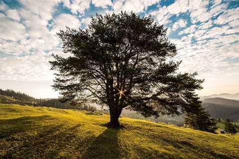 THE ROLE OF TREES IN REDUCING NOISE POLLUTION