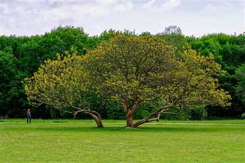 THE SCIENCE BEHIND HOW TREES PROVIDE SHADE