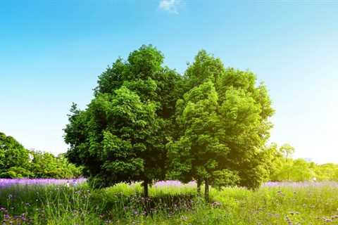 THE ROLE OF TREES IN SUPPORTING SUSTAINABLE AGRICULTURE