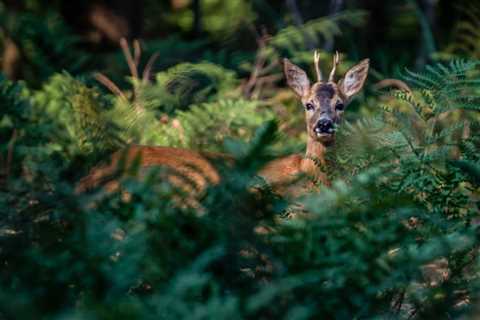 THE ROLE OF TREES IN WILDLIFE CONSERVATION