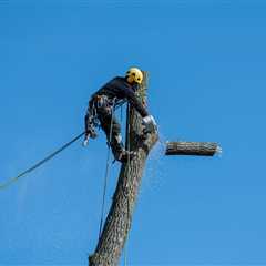 What Situations Are Tree Removal Services Needed?
