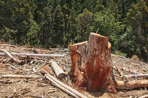 THE PROS AND CONS OF USING CHEMICALS FOR TREE STUMP REMOVAL