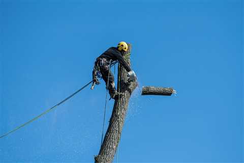 What Situations Are Tree Removal Services Needed?