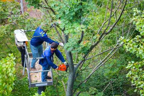 Tree Removal History