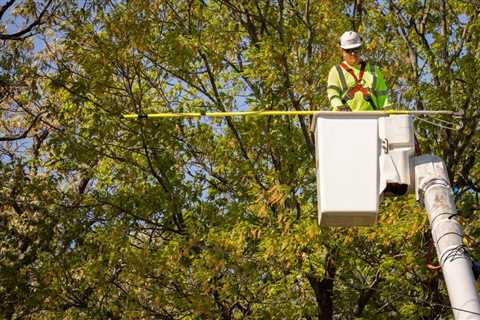 UNDERSTANDING THE DIFFERENT TYPES OF TREE PRUNING TECHNIQUES