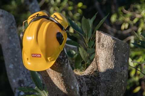 How to Choose a Tree Removal Service?