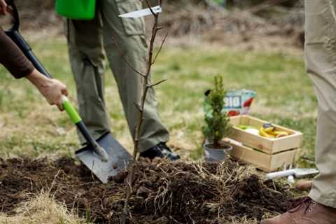 PROPERLY PLANTING NEW TREES ON YOUR PROPERTY