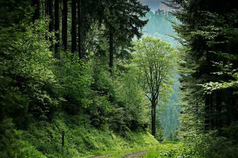 THE IMPACT OF TREES ON ECOLOGICAL DIVERSITY IN UTAH