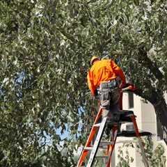 THE IMPORTANCE OF PROPERLY PRUNING TREES FOR FRUIT PRODUCTION