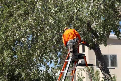 THE IMPORTANCE OF PROPERLY PRUNING TREES FOR FRUIT PRODUCTION