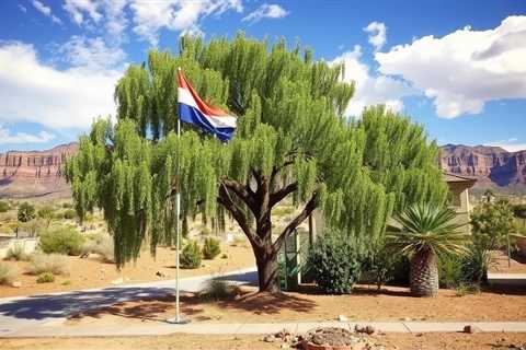 Alternative To Tree Removal St. George UT