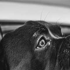 The Importance Of A Strong Attorney-Client Relationship In Managing Dog Bite Cases In Tustin, CA