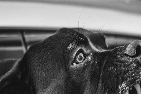 The Importance Of A Strong Attorney-Client Relationship In Managing Dog Bite Cases In Tustin, CA