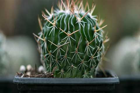 The Ultimate Guide To Salt Lake Gun Trusts Lawyer